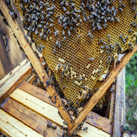 Bee-Keeping